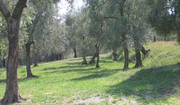 oliveto.JPG