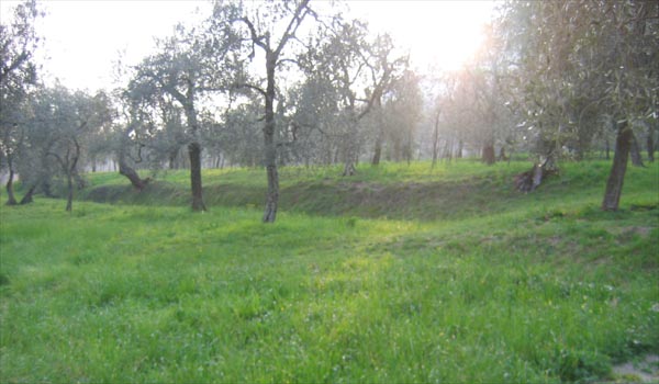 oliveto.JPG