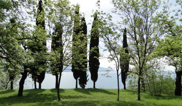 cipressi.jpg
